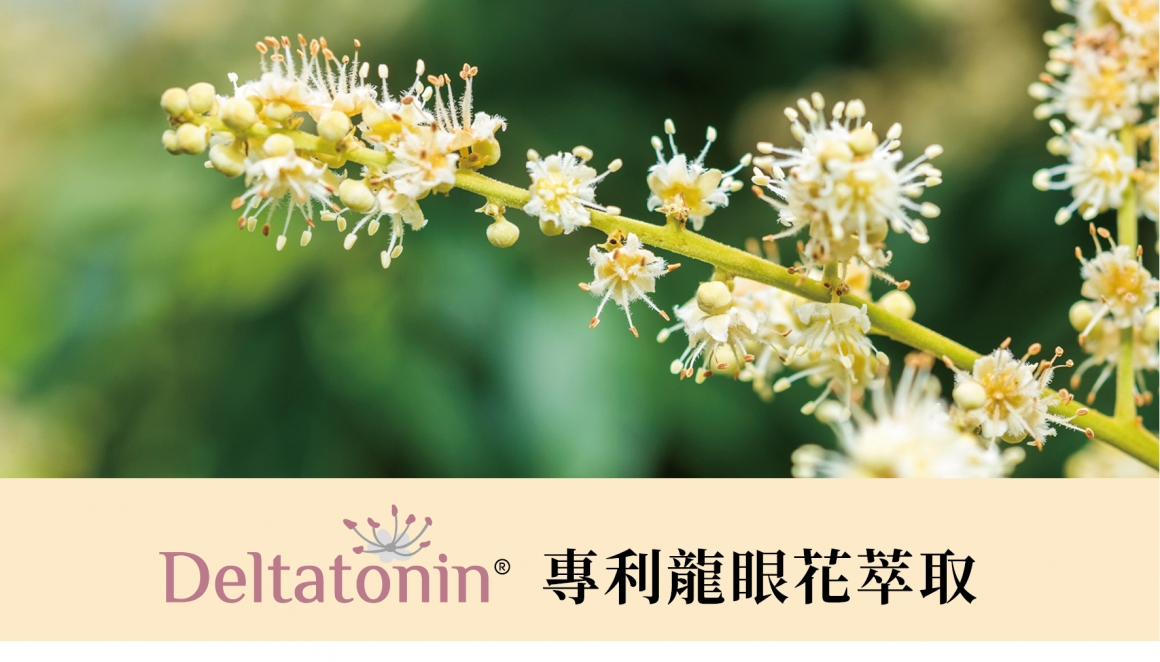 龍眼花萃取